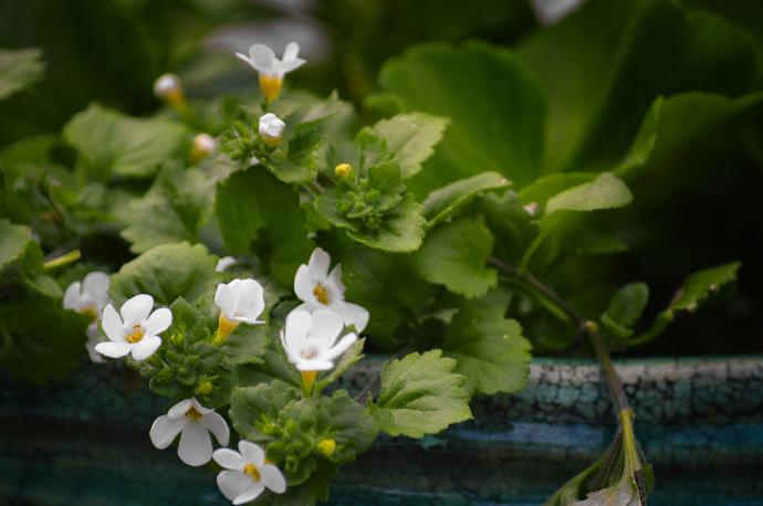 Brahmi P.E. 50% Bacoside