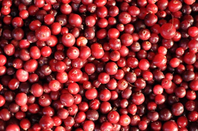 Cranberry P.E. 10:1