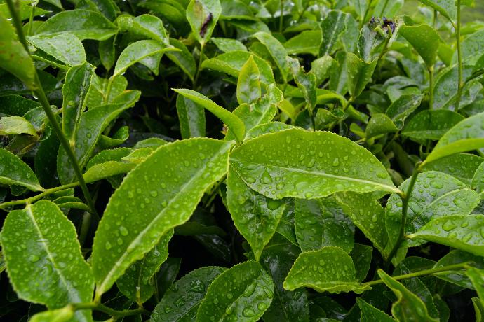 Grüner Tee P.E. 10% EGCG