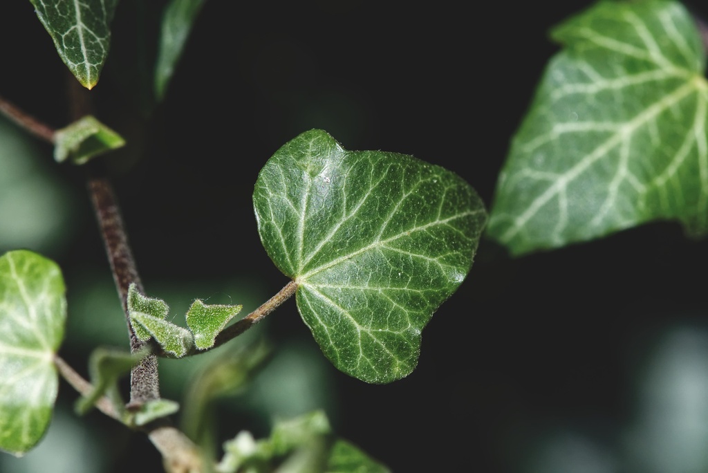 Ivy Leaf P.E. 10% Hederacoside C (18801)