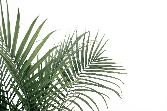 Saw Palmetto P.E. 5% Phytosterol