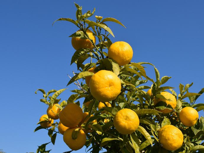 Limonin 98% ex Bitterorange P.E.