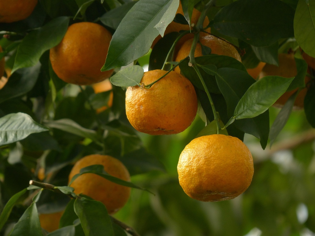 Bitter Orange P.E. 30% Hesperidin