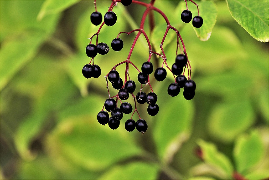 Schwarzer Holunder P.E. 18% Polyphenole, 14% Anthocyanidine