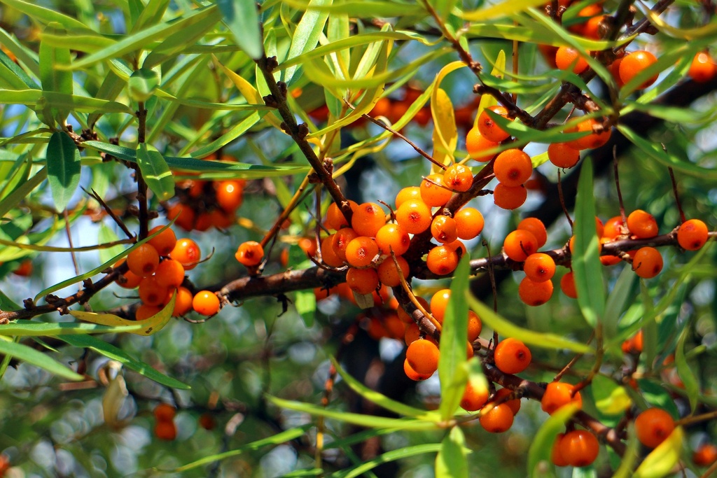 Sea Buckthorn P.E. 10% Vitamin C