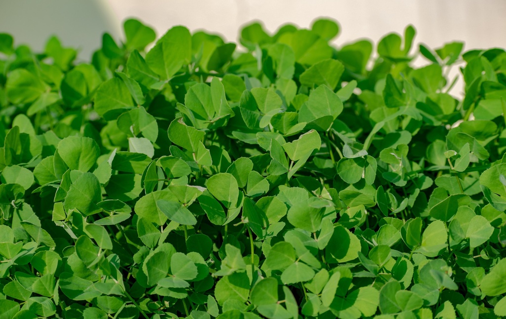 Fenugreek P.E. 25% Saponins