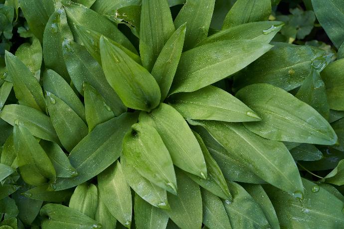 Wild Garlic P. germ-reduced (18796)