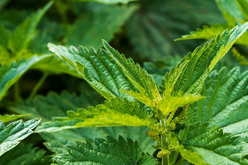 Nettle P.E. 0.8% Beta-Sitosterol (18825)