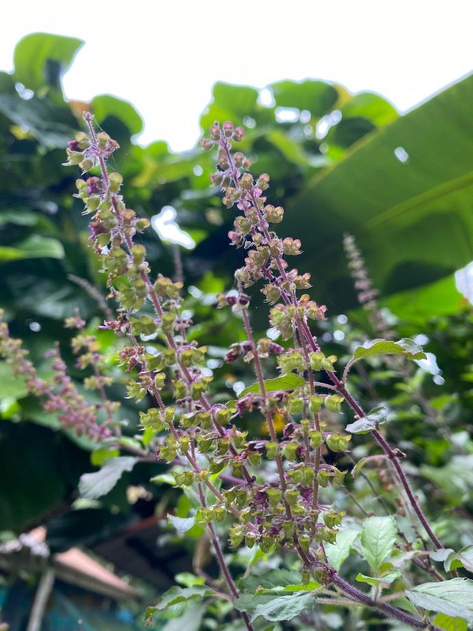 Tulsi P.E. 5:1 - 5% Tannine