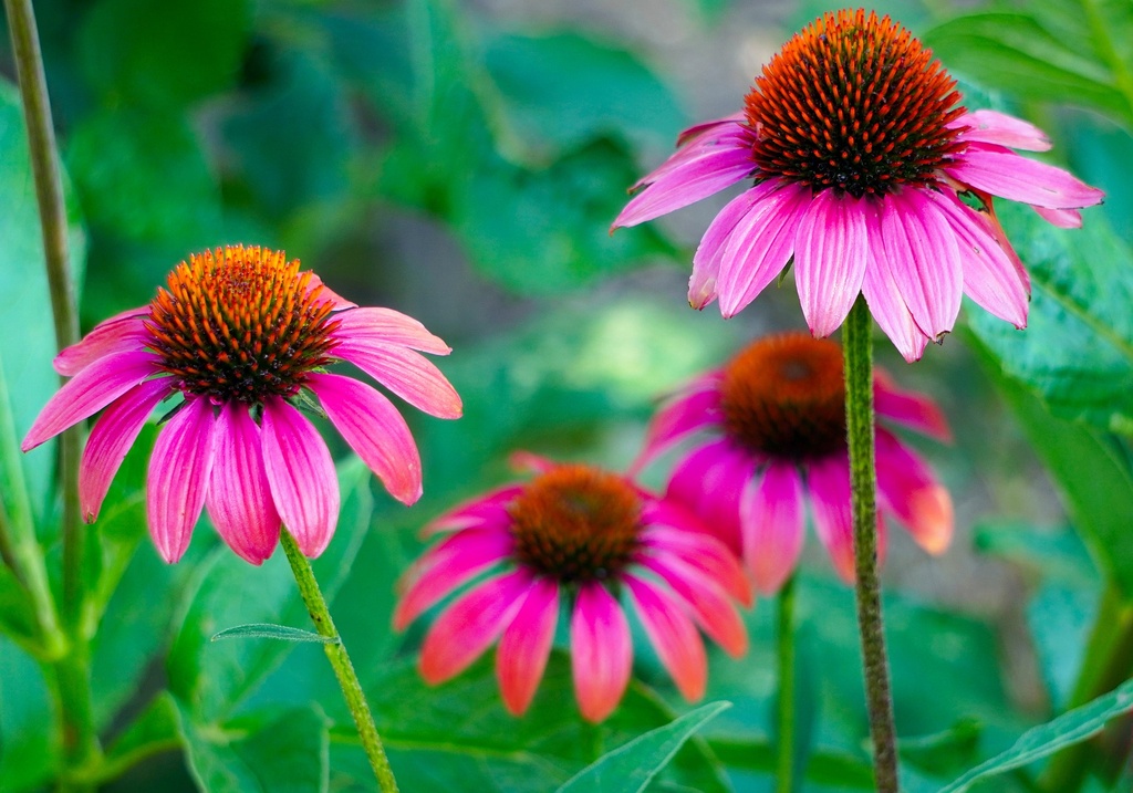 Echinacea purpurea P.E. 4% Polyphenols (18801)