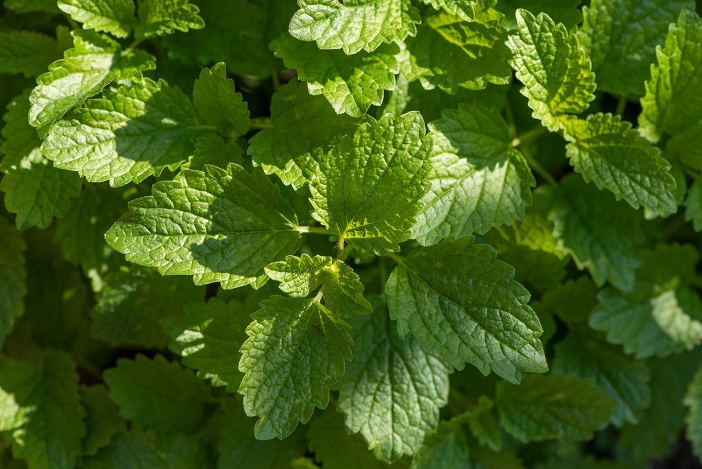 Lemon Balm P.E. 5% Rosmarinic Acid (18801)