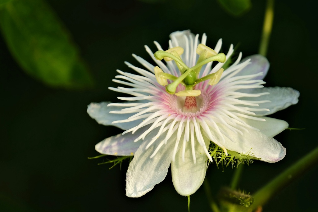 Passion Flower WS P.E. 10:1