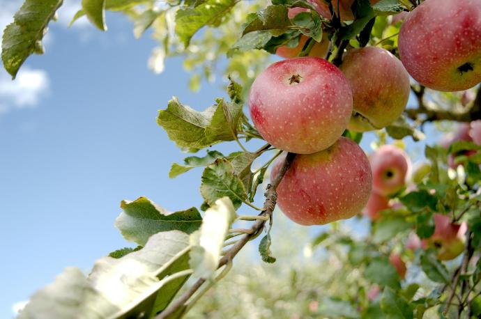 ORGANIC Apple P. (18770)