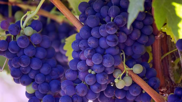 Grape Seed P.E. 30% Oligomeric Proanthocyanidins