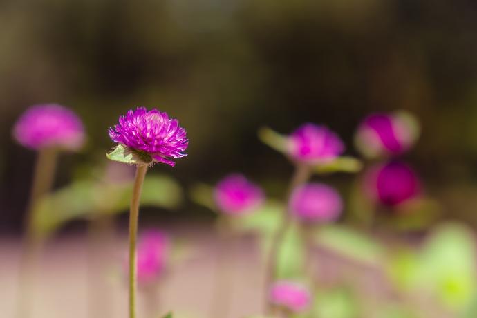 Rotklee Blüte P.E. 8% Isoflavone, 20:1