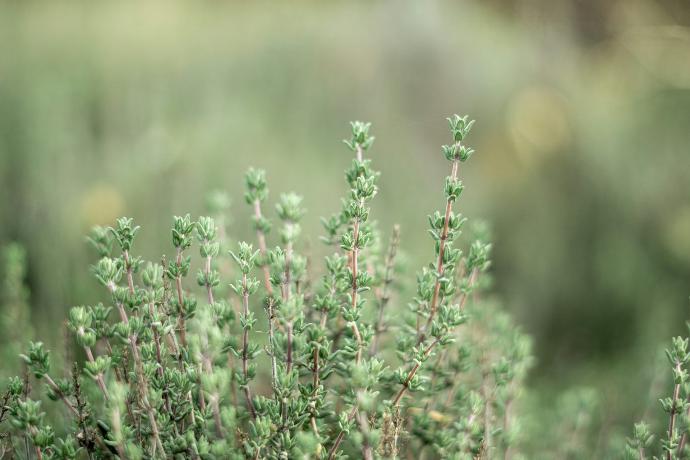 Thyme P. (15460)
