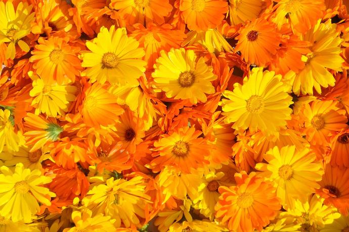 Ringelblume P.E. 50% Lutein