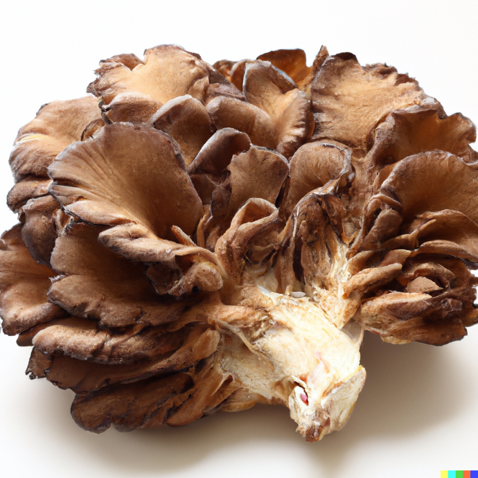 ORGANIC Lion's Mane P.E. 25 % Beta-Glucan (18789)