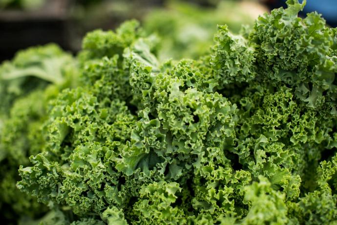 ORGANIC Kale P. (18758)