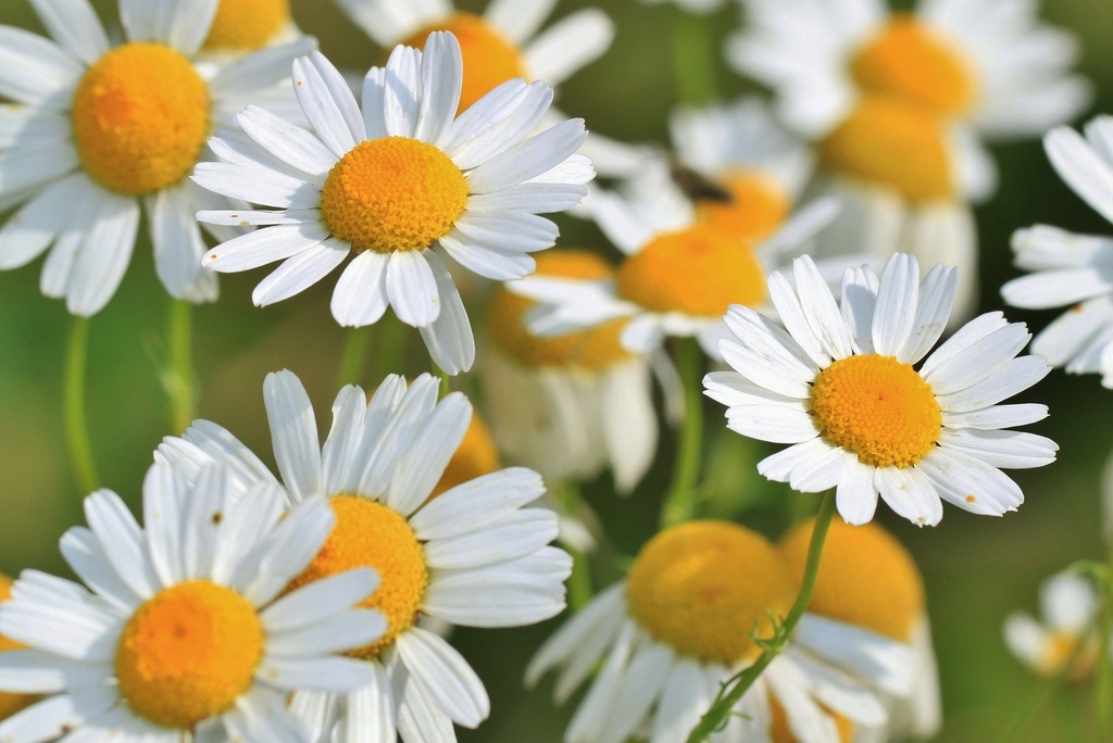 Chamomile P.E. 1% Apigenine (18801) (without Silica gel)