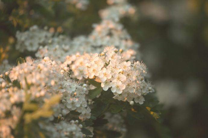 ORGANIC Hawthorn P. (15460)