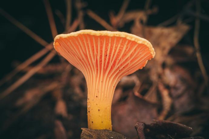 Eichhase Polyporus P. (18845)