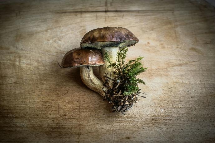 Agaricus blazei WS P.E. 4:1
