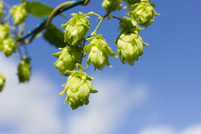 Common Hops P.E. 14:1