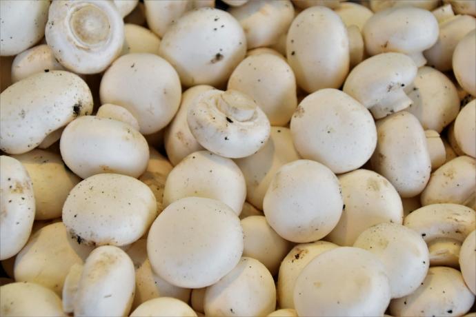 Agaricus bisporus P. (18789)