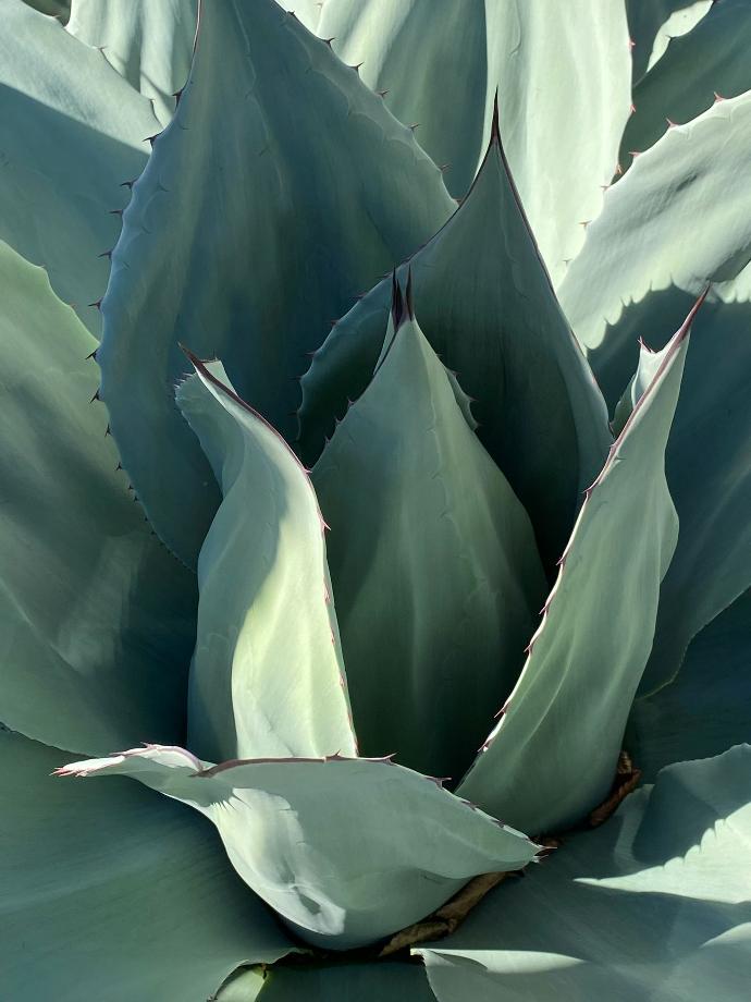 ORGANIC Inulin 90% ex Agave P. (18865)