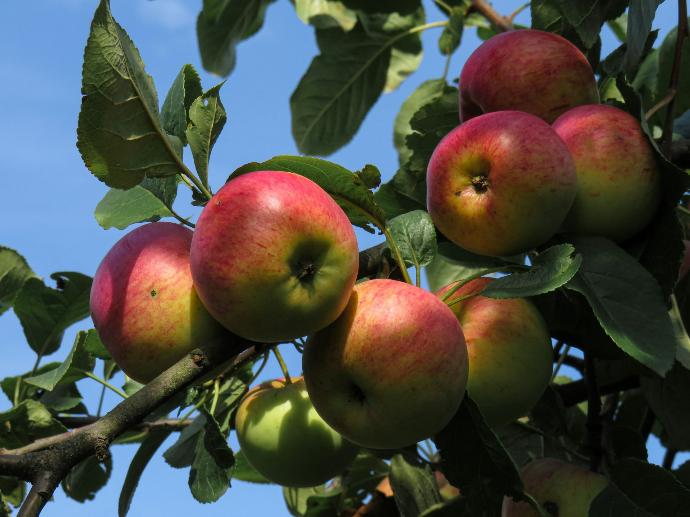 Apple Pectin P. 90 - 99%
