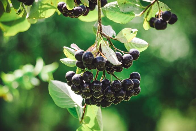 Aronia P.E. 10% Anthocyanidine