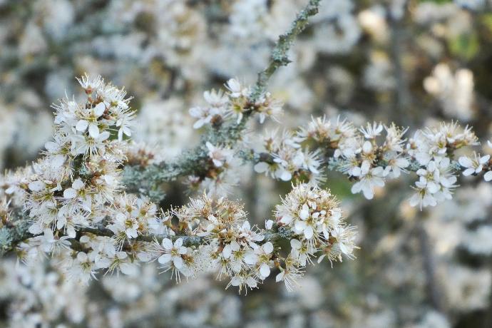 Hawthorn Leaf P.E. 10:1 1,8% Vitexin