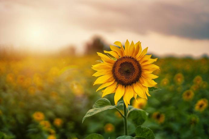 Sunflower seed Oil P. Omega 6 30% (11100)