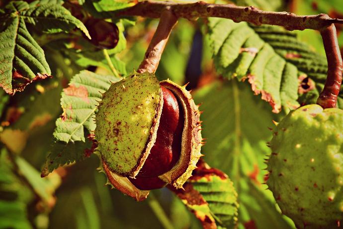 Horse Chestnut P.E. 10% Aescin