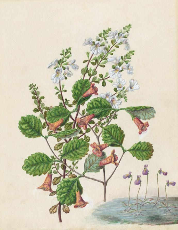 Euphrasia Officinalis P.E. 4:1