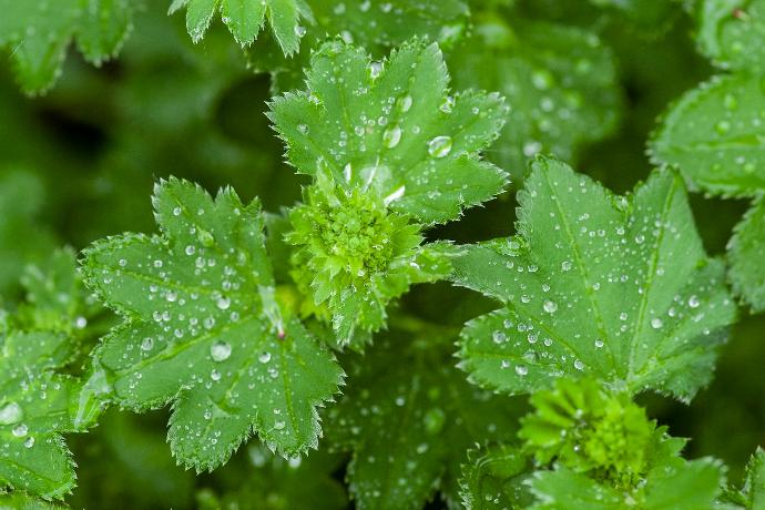 Alchemilla P.E. 4:1