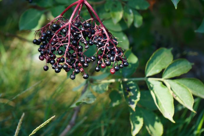 Elderberry P. germ-reduced (15460)