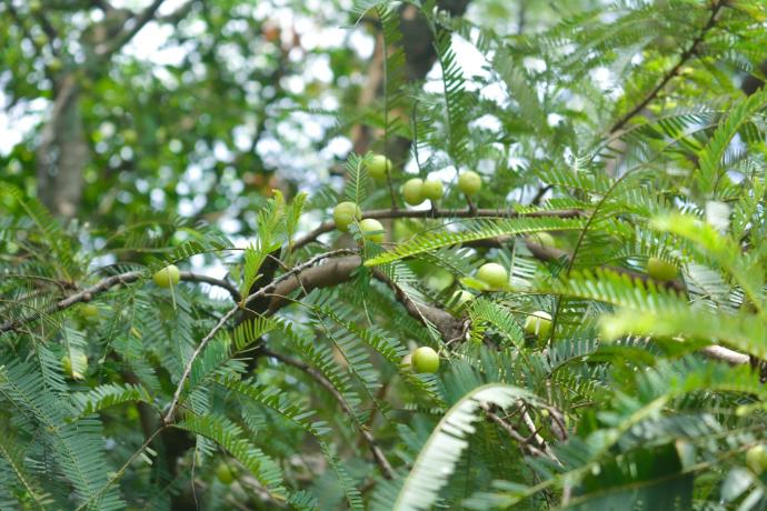 Amla P.E. 30% Polyphenols