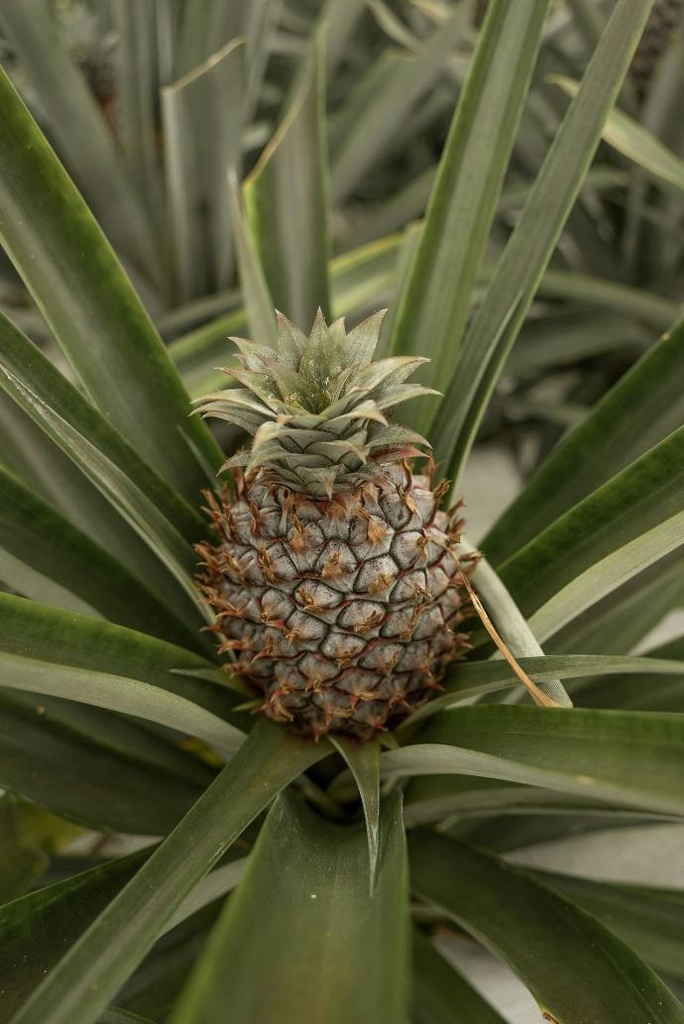 Bromelain ex Ananas P. 3000 FIP