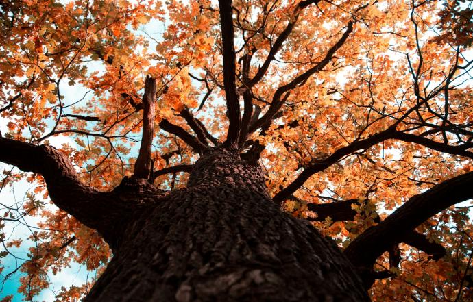 FG Pedunculate Oak bark P.E. 4:1