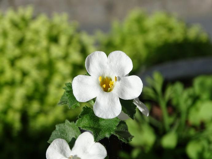 Brahmi P.E. 10% Bacosides