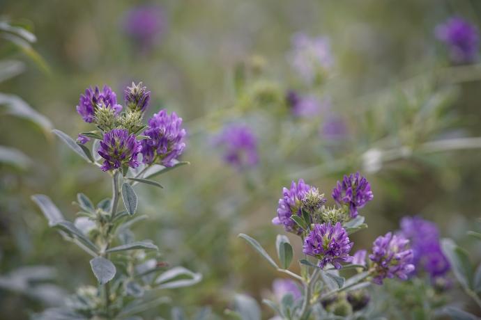 Scutellaria Baicalensis P.E. 2:1