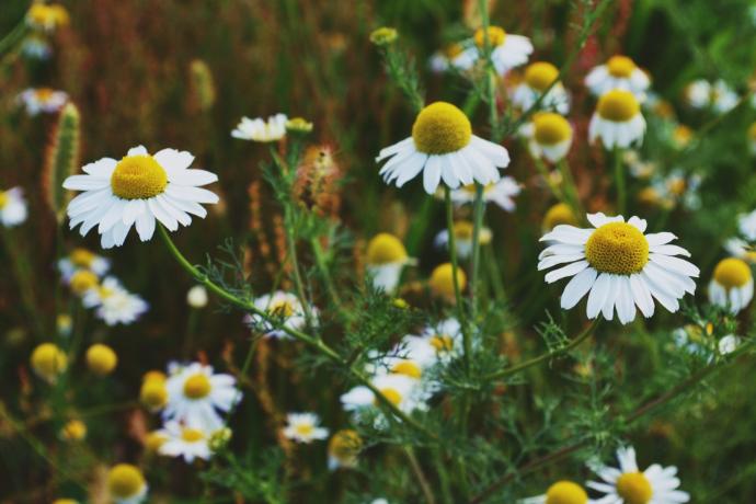 FM Chamomile P.E. 2,5% Apigenin