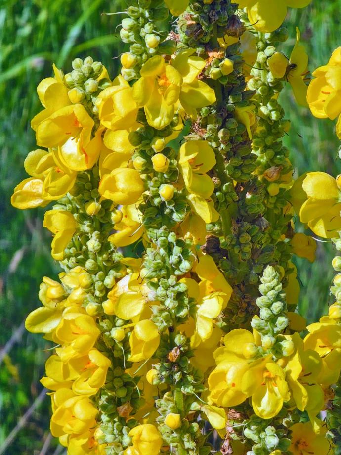 Königskerze (Mullein) (Blüte) WS P.E. 20:1