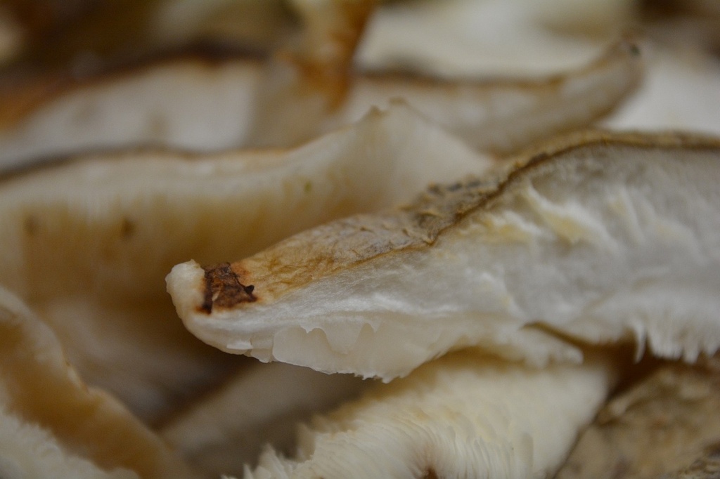 Shiitake P.E. 30% Polysaccharides (18885)
