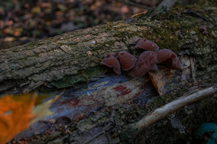 Auricularia Auricular P.E. 30% Polysaccharide (18885)