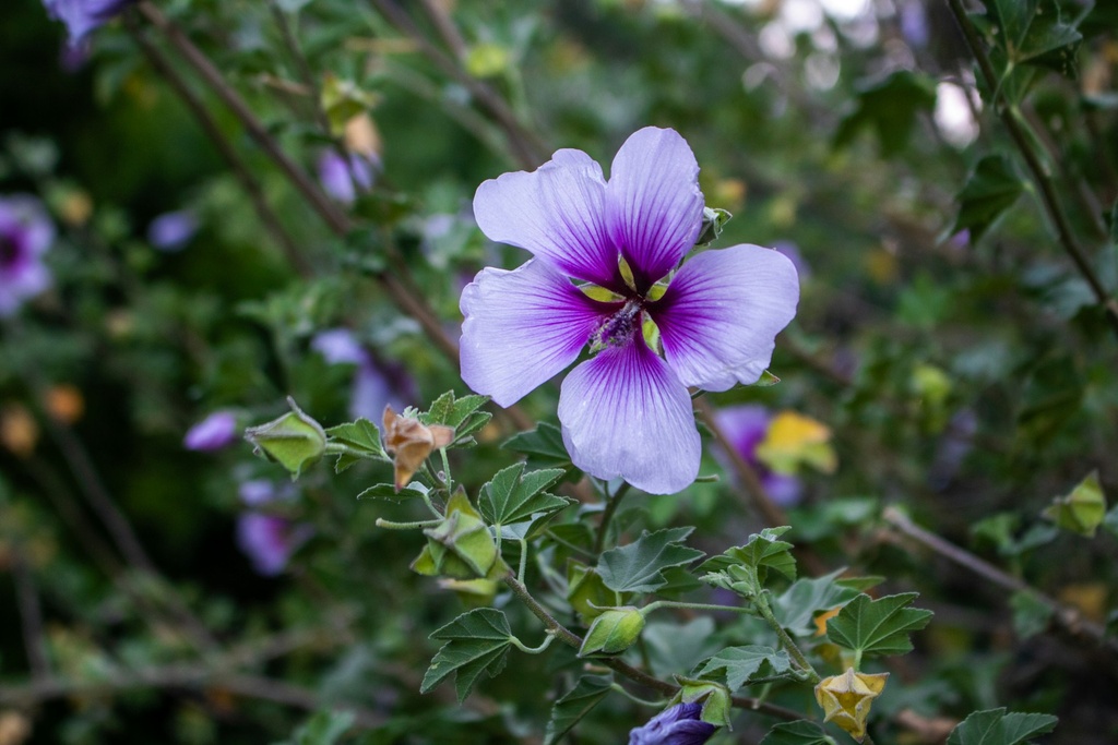 Austernpflanze (Mertensia maritima) P.E. 4:1