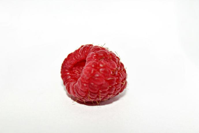 ORGANIC Raspberry P. (18890)