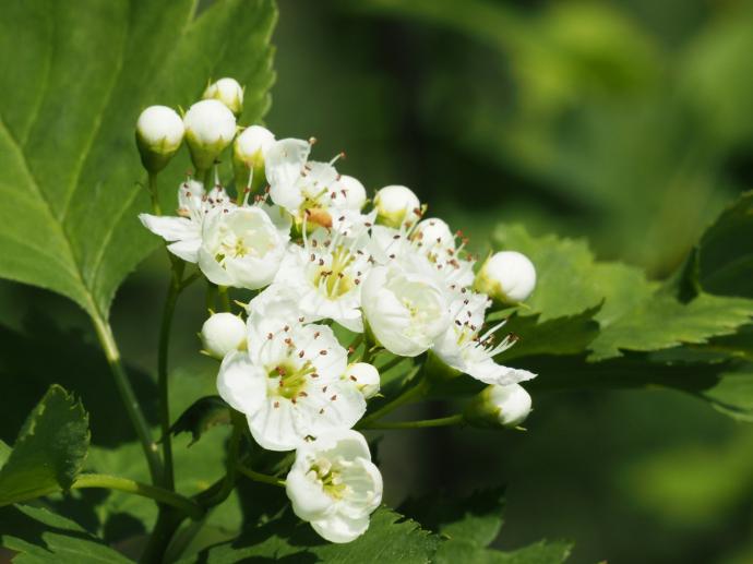Weißdorn P.E. 5% Flavonoide